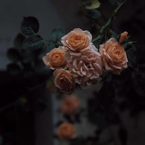 黄色片人与动物
